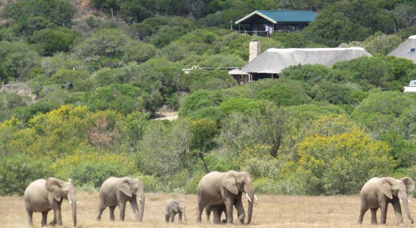 a herd of elephants standing on top of a lush green field, HillsNek Safari Camp in Amakhala Game Reserve