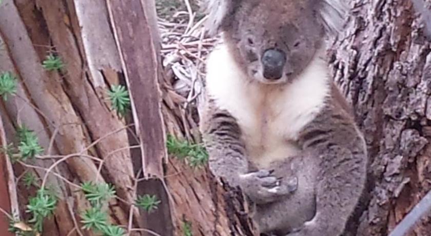 Stringybark Hills Retreat — Hotel in Adelaide