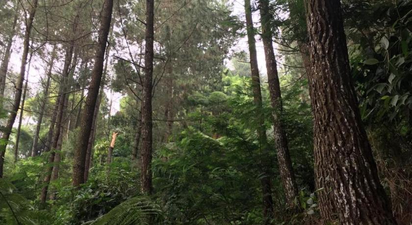 The Pine Forest Villas photo