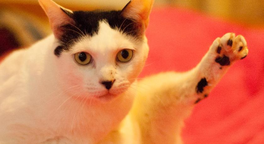 3 Feet Cat photo
