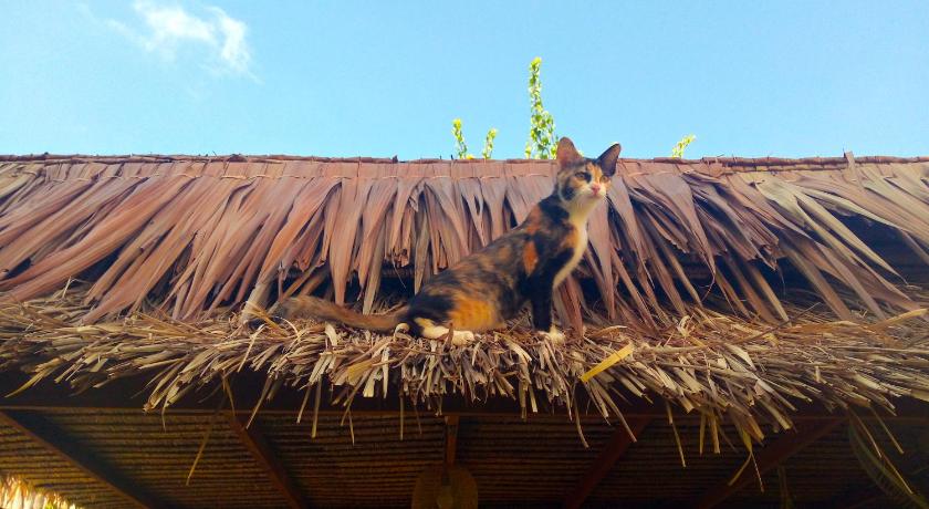 a cat sitting on top of a wooden roof, The Garden in Ko Pha-ngan