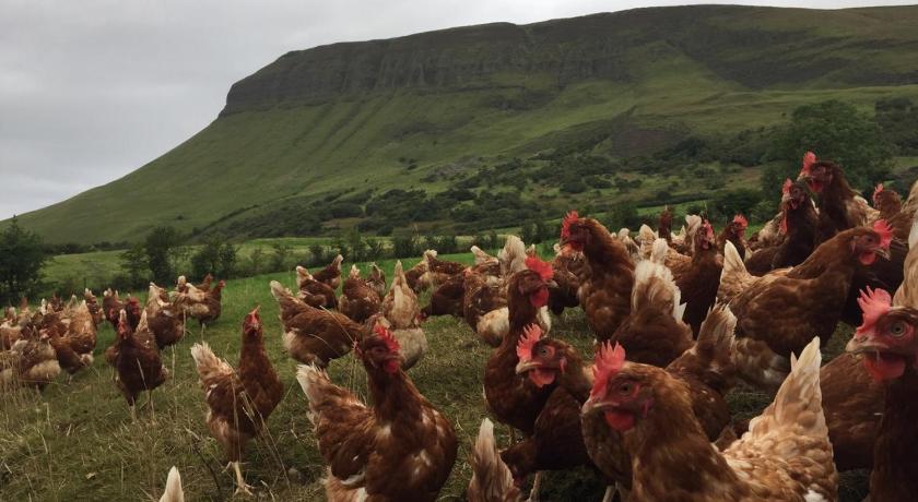 Benbulben Farmhouse B&B photo