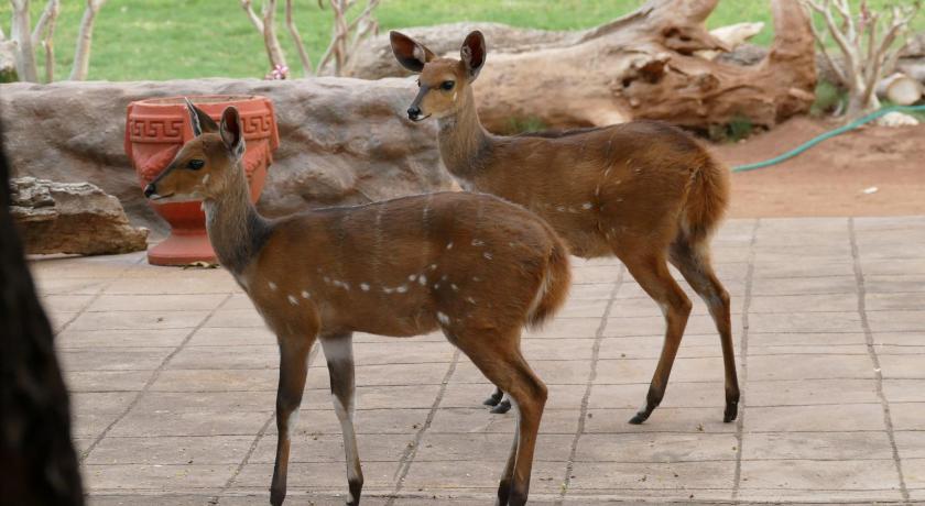 Adonsonia Lodge photo