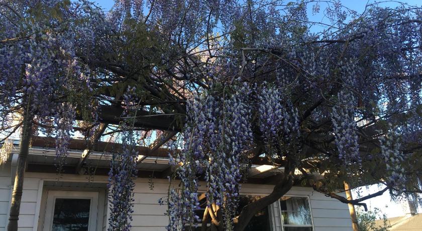 Wisteria Vine Cottage photo