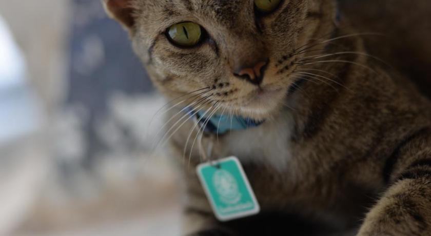 a cat sitting on the ground with a toothbrush in its mouth, The Room Boutique Hotel in Sakon Nakhon