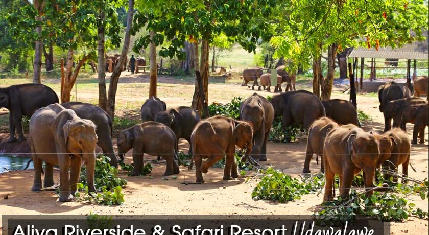 Aliya Riverside & Safari Resort photo