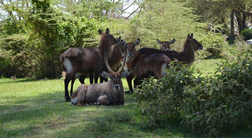 Lake Naivasha Crescent Camp photo