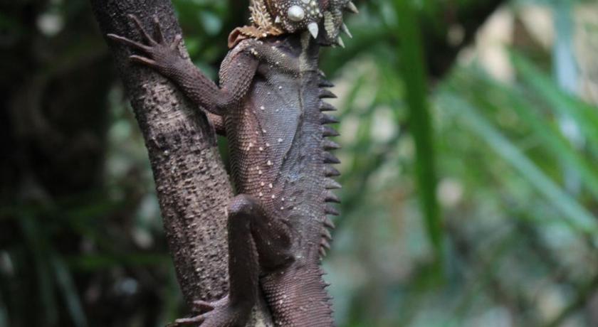 Daintree Crocodylus Village