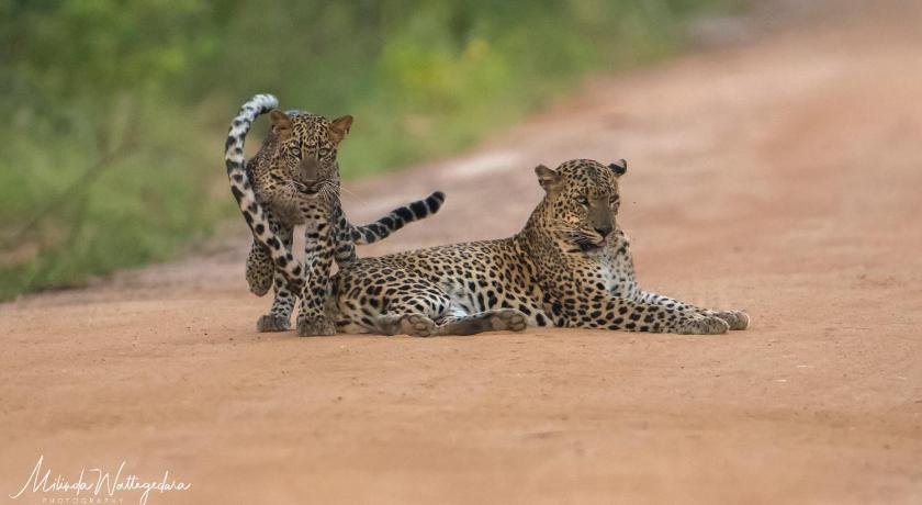 Leopard Corridor Yala — Hotel in Yala