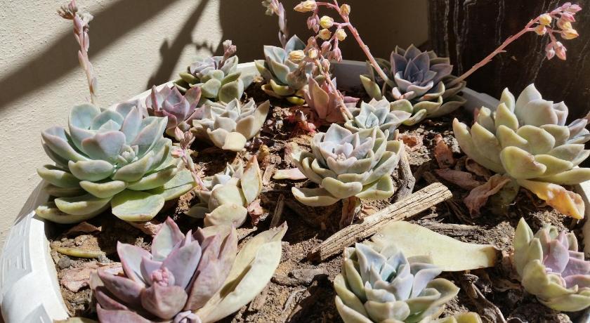 Calvinia Guesthouse photo