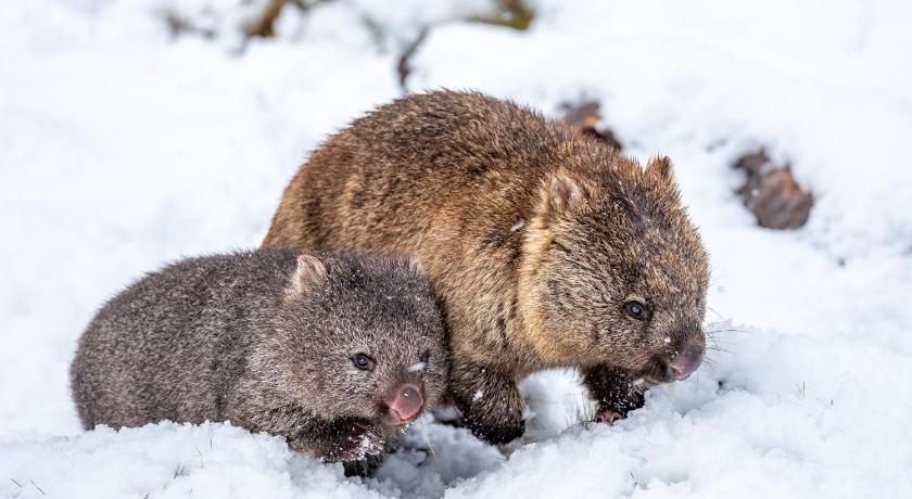 Cradle Mountain Hotel