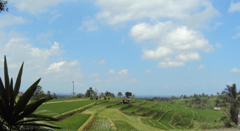 a grassy area with trees and a road, Teras Subak Jatiluwih in Bali