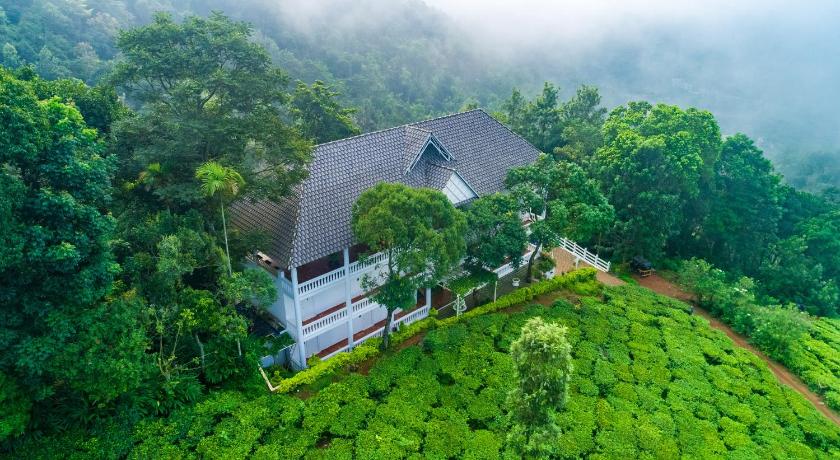 Tea Harvester