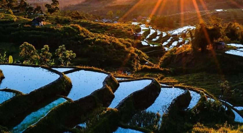 Sun Rice Homestay photo