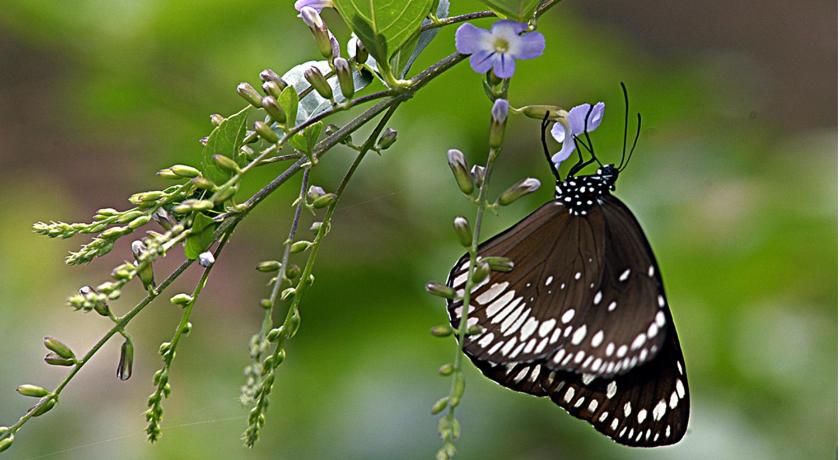 Vythiri Greens Resort