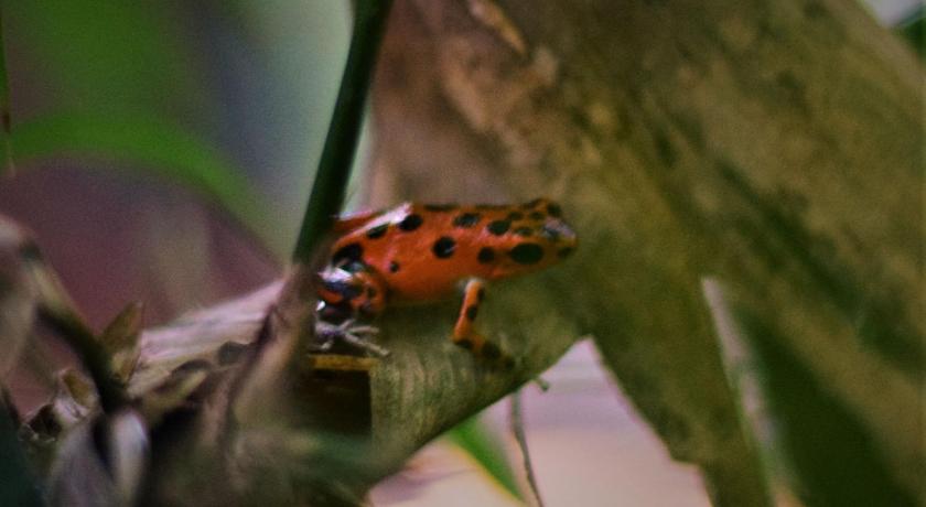 Jungle Paunch photo