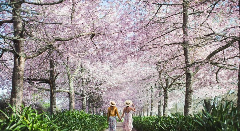English Cherry Tree Manor — Hotel in Hamilton