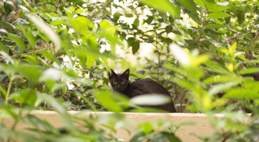 Gatto Perso Luxury Studio Apartments photo