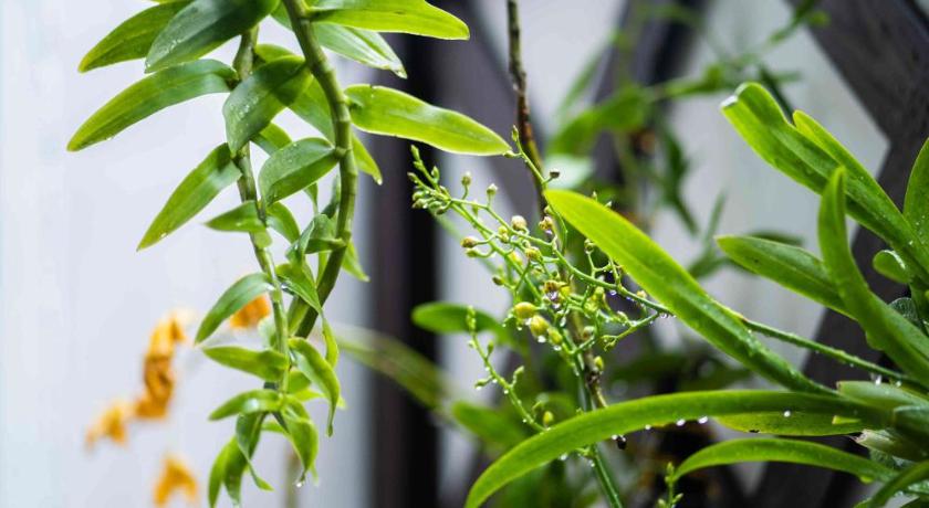 Can Tho Orchid Garden Homestay - image 24