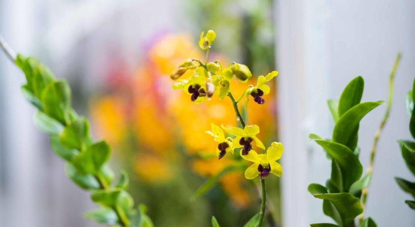 Can Tho Orchid Garden Homestay - image 25