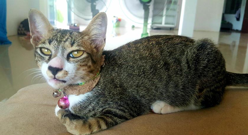 a cat laying on top of a couch, James & oi homestay in Udon Thani