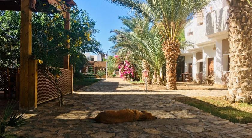 a dog laying on the ground in front of a building, Jowhara Hotel in Dahab
