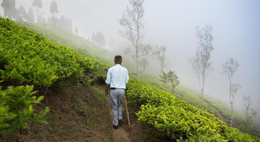 Sourenee Tea Estate photo