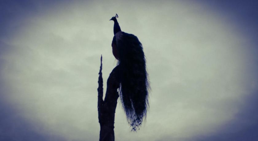 Peacock Riverside photo