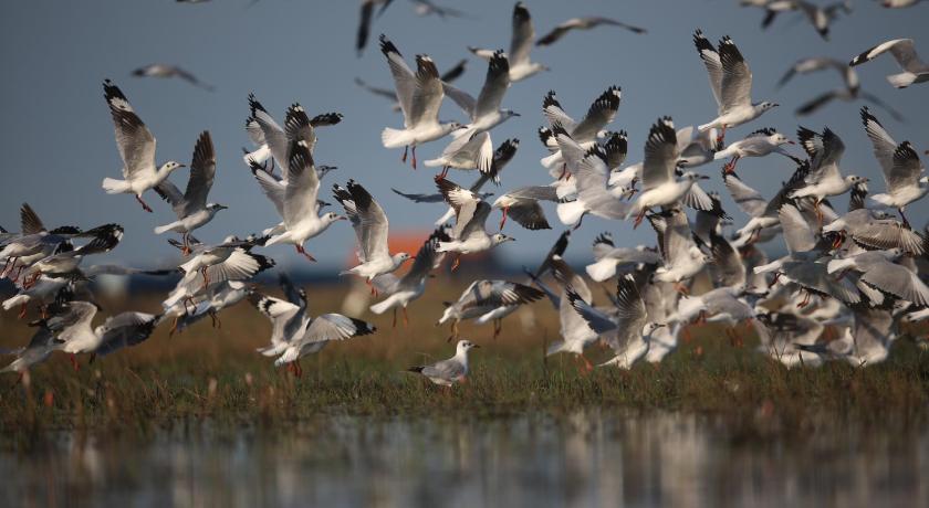 a flock of seagulls flying over a body of water, wetlandcamp บ้านชายเล in Phatthalung