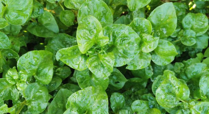 라용 Nararin Garden House 3성급 호텔 부대시설