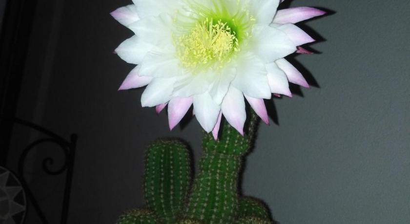 Angolo Fiorito photo