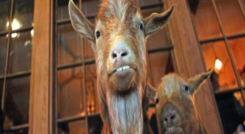 The Grazing Goat photo
