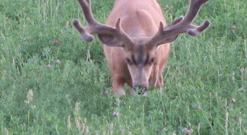 a small animal standing in a grassy field, Creek Side Bed and Breakfast in Cedaredge (CO)