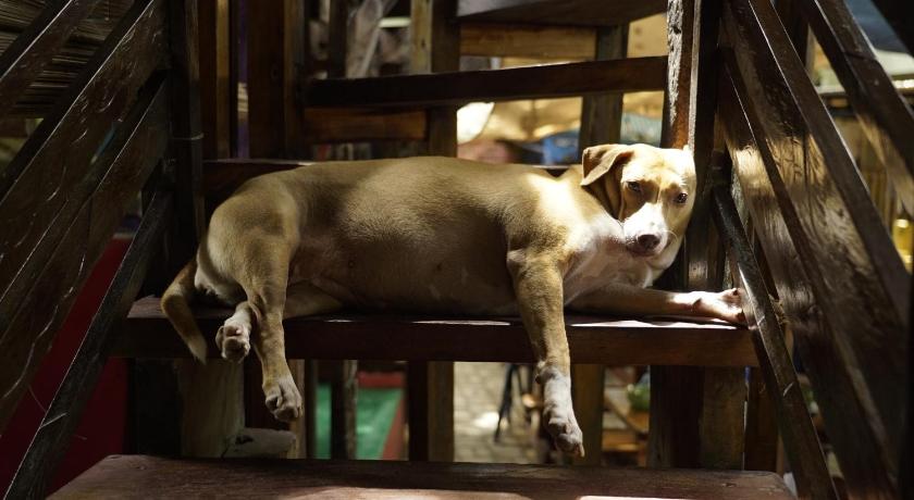 The Lazy Dog Bed & Breakfast photo