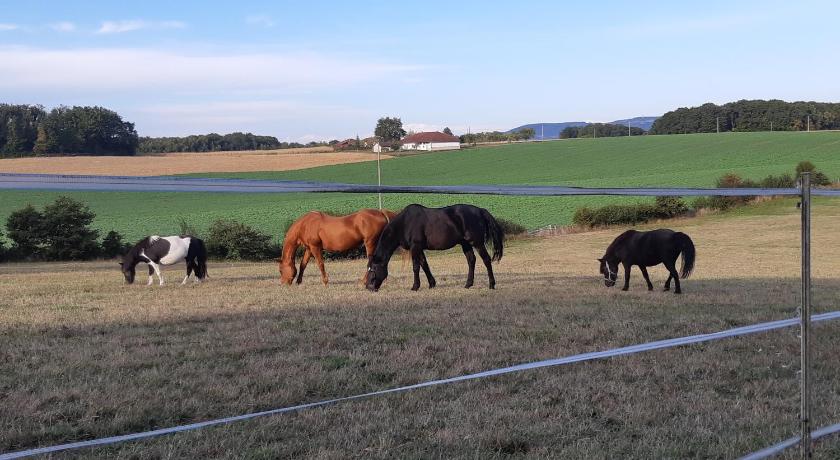 Gîtes Domaine de la Rochère photo