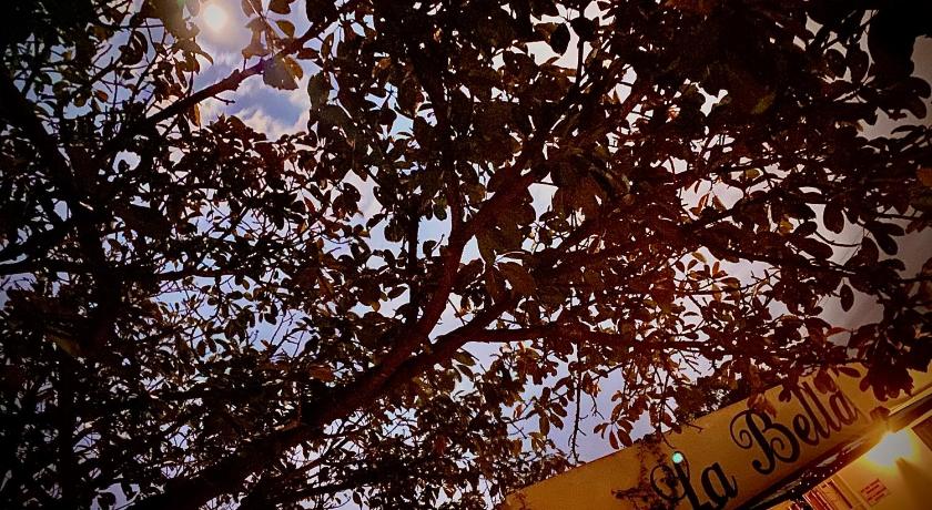 La Bella B&amp;B Under The Fig Tree — Hotel in Bela Bela