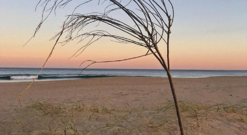 a lone tree stands in the middle of a sandy beach, Posada Azul Marino in Jose Ignacio