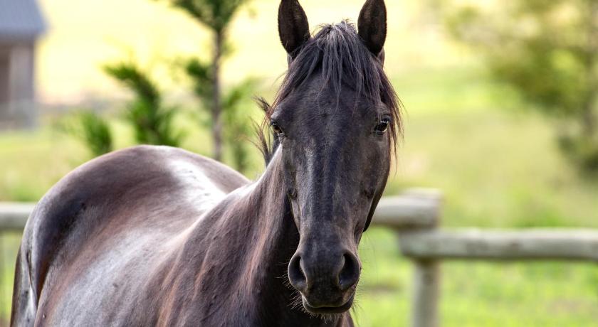 Wild Horses Lodge photo