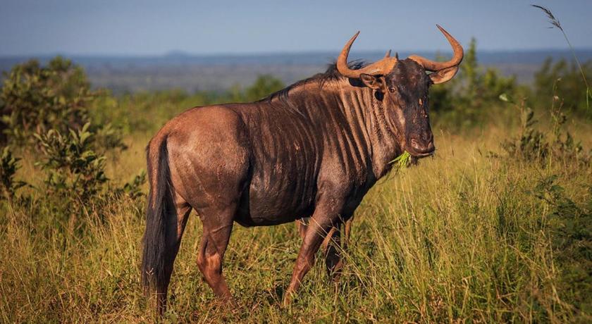 Yebo Safaris,Lower Sabie Rest Camp photo