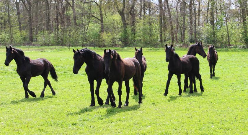 弗里斯湖区 Vakantiehuis Doelestee 4星级 单人房 餐厅