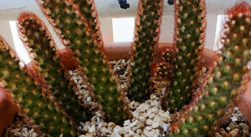 华欣 / 七岩 Pran sea & sun 2 3星级 单人房 景观