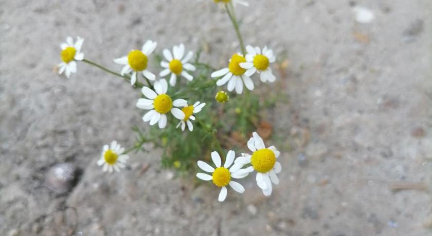 베오그라드 VisitorsCenter Ivanovo 2성급 싱글룸 전망