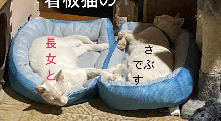 Guest House Salt Beach — Hotel in Yokkaichi