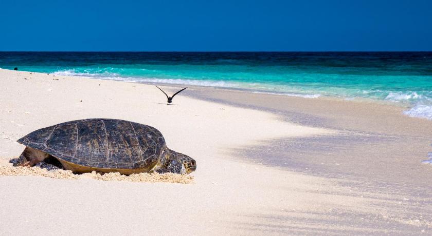 Wilson Island photo