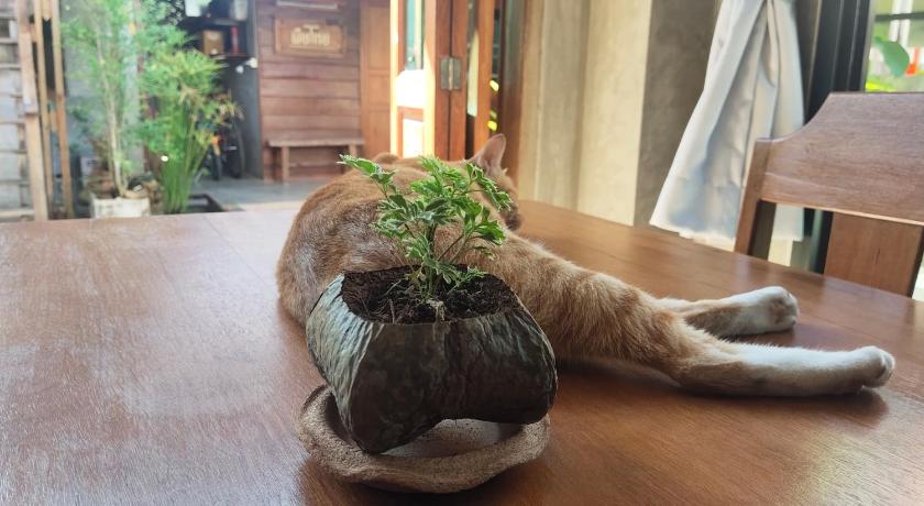 พืชไทยเชียงคาน(Plantthai) photo