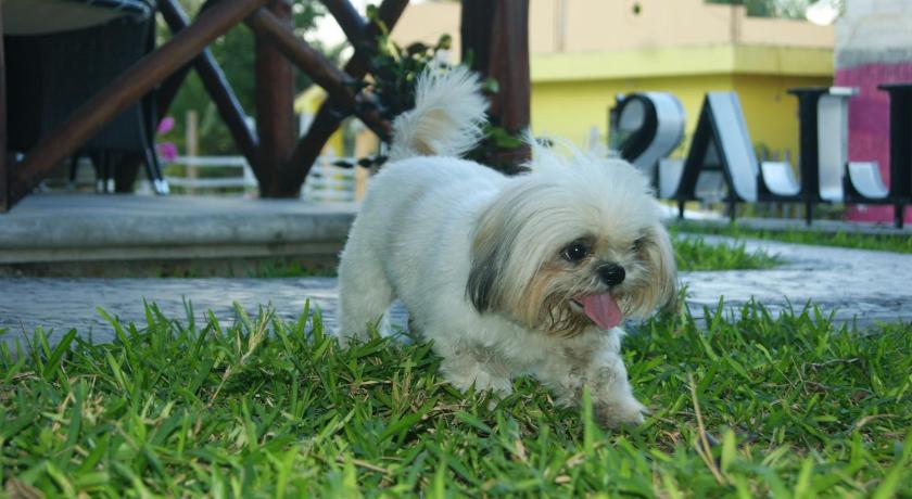 a small dog is standing in the grass, Hotel Pancho Villas in Bacalar