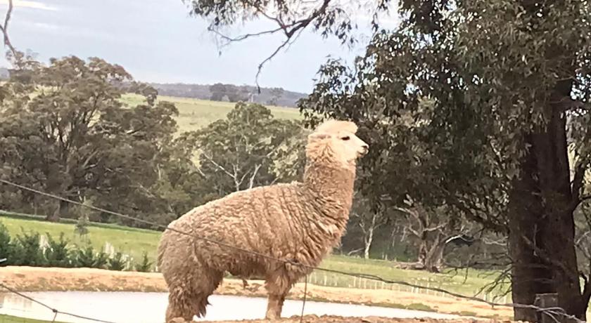 Gilgraves Vineyard Farmstay photo