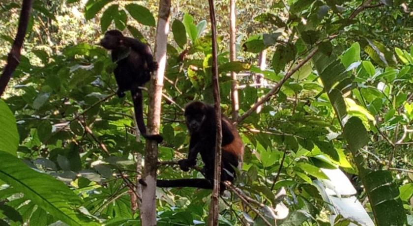Jungle Paunch photo