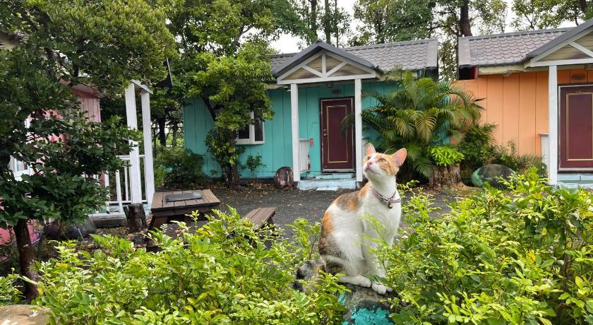 a cat that is standing in front of a house, Lan Yang Inn in Kenting