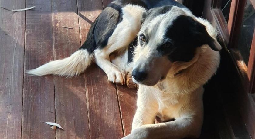 a black and white dog laying on a wooden floor, Woodland Gardens in Magaliesburg